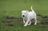 DOGUE ARGENTIN 256